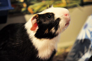JFH Former Staff: Indy The Guinea Pig